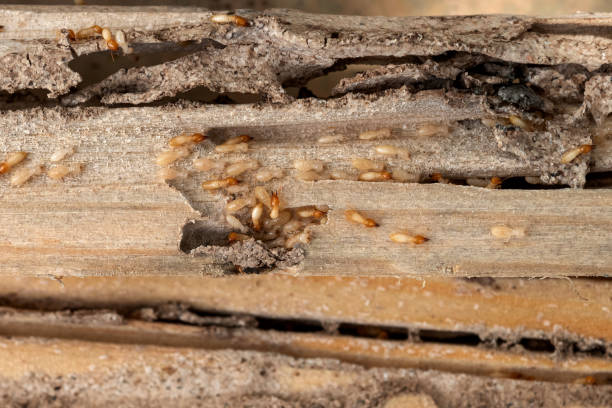 Best Spider Control Near Me  in White River Junction, VT